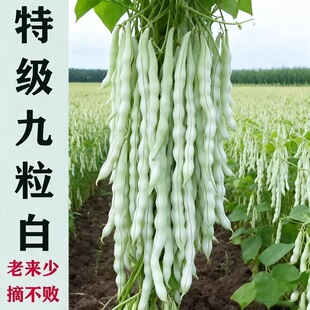 超级九粒白芸豆种子白不老豆角种子四季菜种子老来少豆籽早熟高产