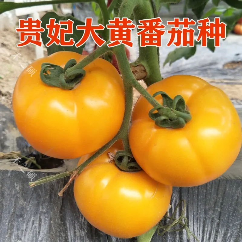 黄贵妃番茄种子东北大黄柿子种籽黄色西红柿籽种大果春季蔬菜籽种