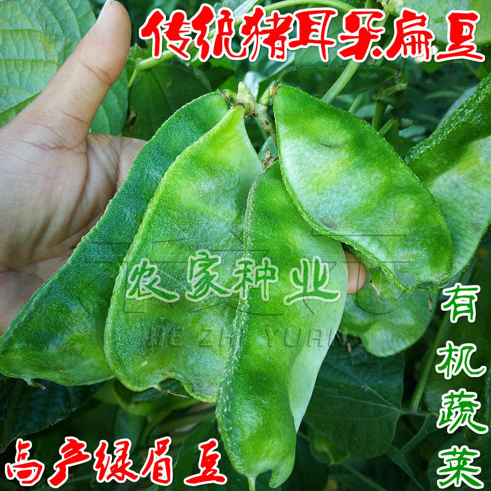 新品猪耳朵扁豆种子早熟高产绿眉豆角庭院阳台春秋四季播蔬菜种籽