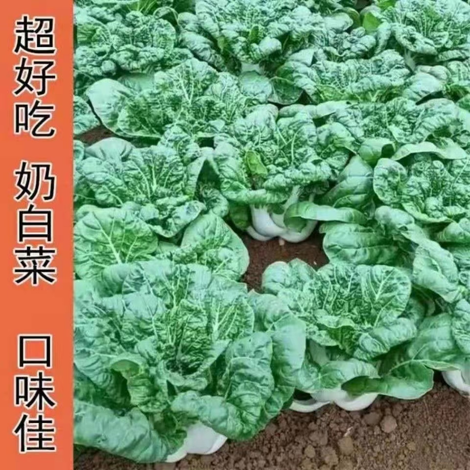 奶白菜种子小白菜青菜黑甜油菜春季四季易种蔬菜种籽矮脚春秋种子