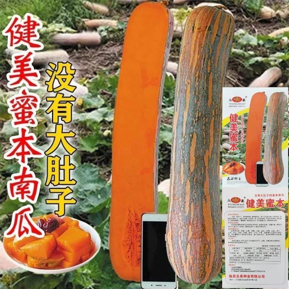 健美密本南瓜种子超甜粉面密本南瓜种子甜面南瓜种籽早熟高产蔬菜,鲜花速递/花卉仿真/绿植园艺,家庭园艺种子,淘宝优惠券,粉丝福利购,淘宝优惠卷