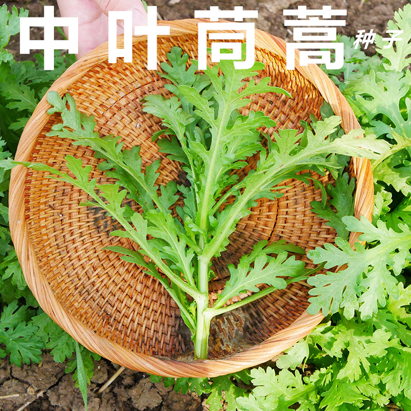 清香中叶茼蒿种子种籽蓬蒿光杆皇帝菜春季四季盆栽蔬菜菜籽孑阳台