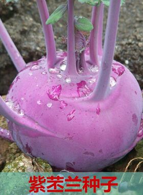 脆嫩紫苤兰种子 紫色苤蓝种子紫苤蓝 翠玉青苤兰 春秋两季中早熟