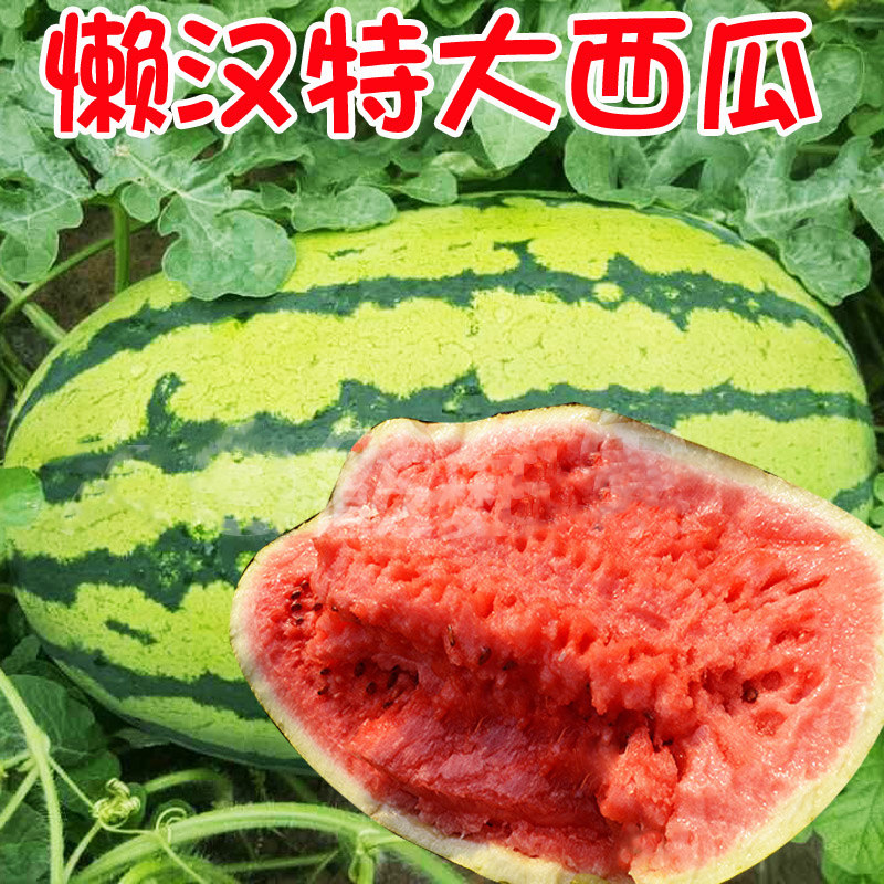 懒汉瓜王西瓜种子 南方北方春秋季抗重茬种植 特大巨型水果种籽孑