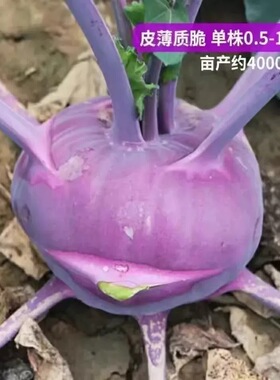 脆嫩紫苤兰种子紫色苤蓝水果青苤兰孑大春秋家庭阳台种植蔬菜种籽