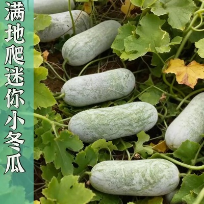 满地爬小冬瓜种子高产抗病耐热