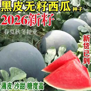 黑皮无籽西瓜种子薄皮特大脆甜西瓜种子南方新品种无子黑皮西瓜种