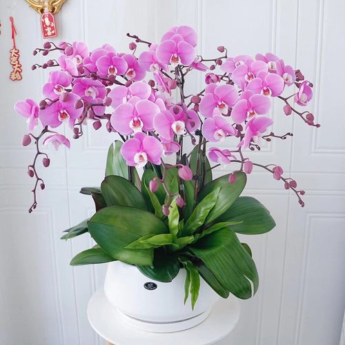 中秋节盆栽蝴蝶兰北京天津上海