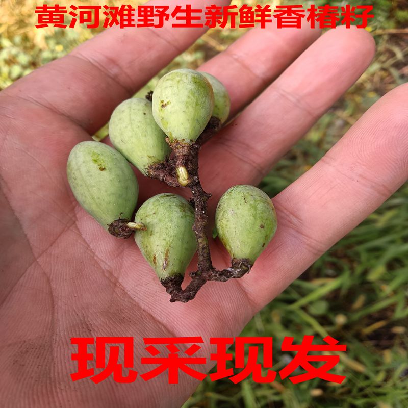 黄河滩野生新鲜香椿子 香铃子 野生香椿种子 香椿果实 香椿籽包邮