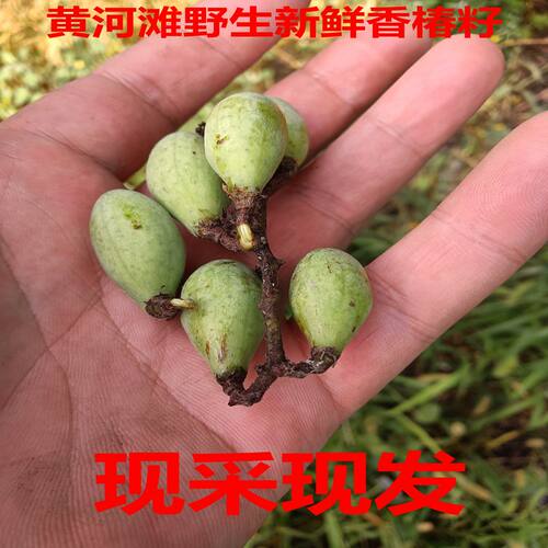 黄河滩野生新鲜香椿子 香铃子 野生香椿种子 香椿果实 香椿籽包邮