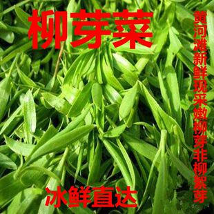 野生柳絮新鲜柳树芽新鲜柳芽儿柳芽菜 柳絮 嫩柳芽非榆钱1斤包邮