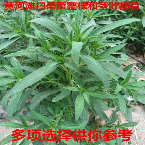 黄河滩扫帚菜新鲜野生新鲜扫帚菜