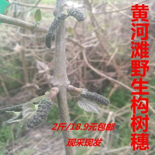 黄河滩新鲜构树穗 构树花 褚不揪野菜现摘构穗蒸菜野菜现摘发包邮