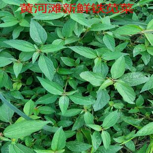 黄河滩野生新鲜铁苋菜 海蚌含珠 铁苋菜新鲜血见愁叶里藏珠假麻仔