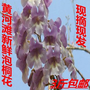 黄河滩新鲜泡桐花 梧桐花桐花菜 泡桐树根 泡桐树皮 泡桐树汁包邮