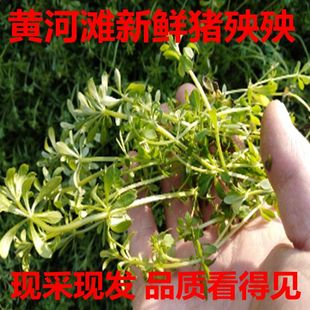 黄河滩野生新鲜猪殃殃 猪秧秧 新鲜八仙草 锯子草 500克现采现发