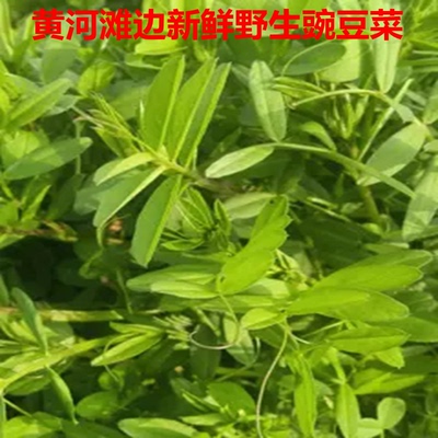 黄河滩边自然生长新鲜野菜野豌豆嫩芽尖新鲜野生豌豆嫩叶开春头茬