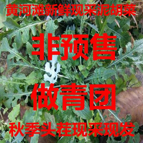 黄河滩新鲜泥胡菜 整棵带根茎叶石灰草猪兜菜艾草剪刀草野菜包邮