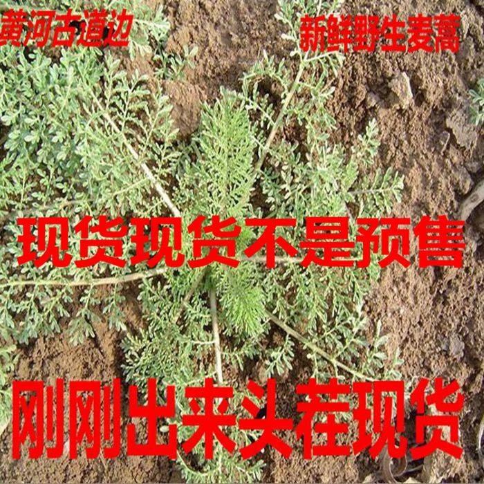 黄河滩新鲜麦蒿播娘蒿米米蒿菜饺子馅非白蒿柳蒿芽面条菜3斤包邮