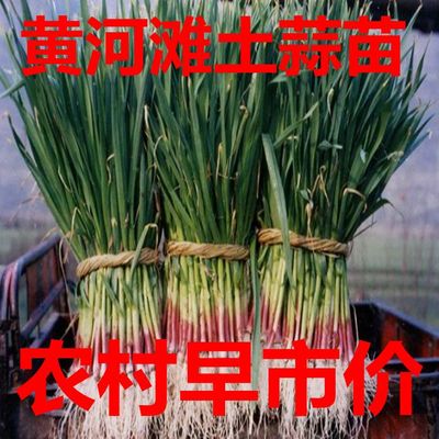 黄河滩农家自种现挖土蒜苗大蒜苗新鲜嫩青蒜苗紫香苔蒜苗蔬菜包邮
