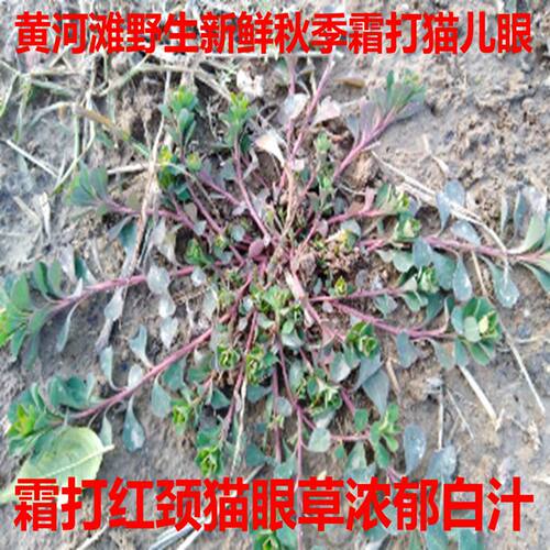 黄河滩秋天冬天野生新鲜猫眼草 泽漆 五朵云现采猫眼草3斤包邮