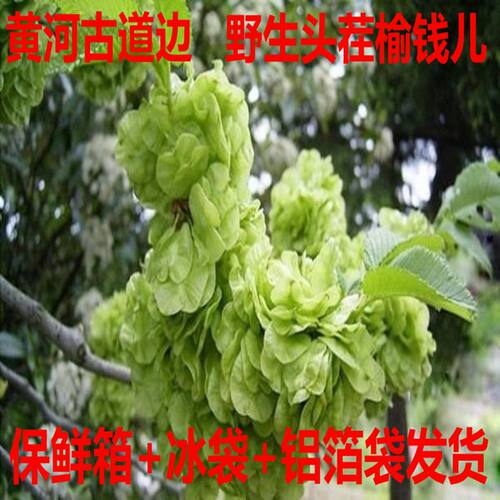 黄河滩边自然生长露天头茬榆钱