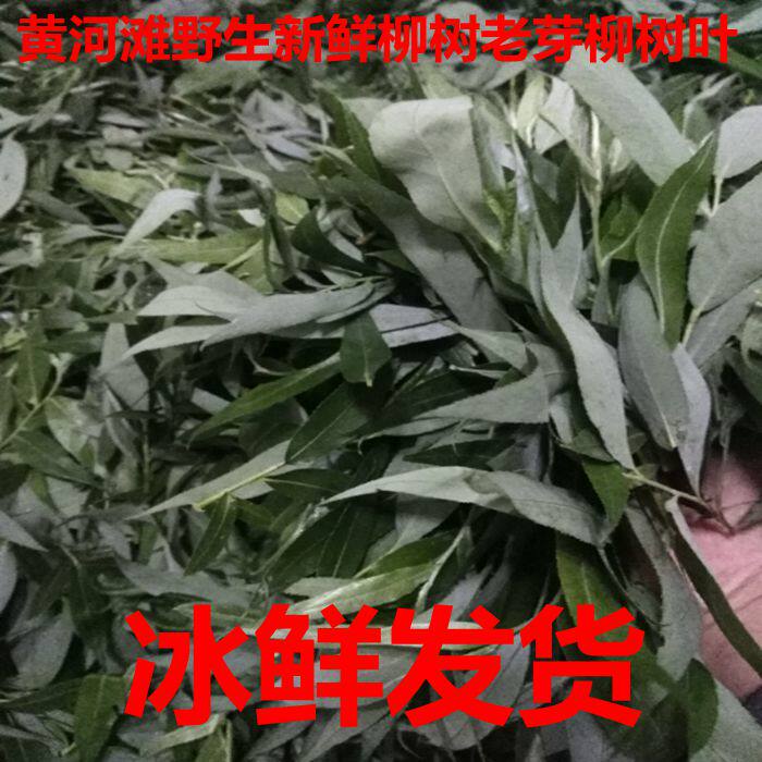 黄河滩野柳树老柳树老芽柳树叶 老芽叶 柳树芽叶 初春老芽柳树叶