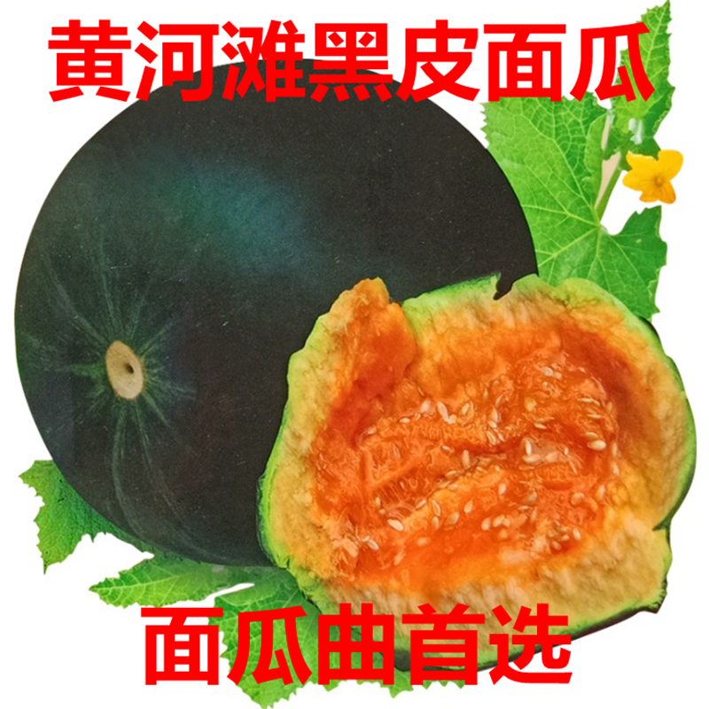 黄河滩老面瓜 黄皮面瓜香瓜老年人微甜水果采摘包邮