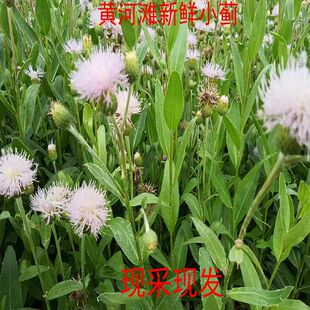 新鲜 野生 萋萋菜 小蓟草带根 小蓟 七七菜 刺儿菜 刺角芽四鲜汤