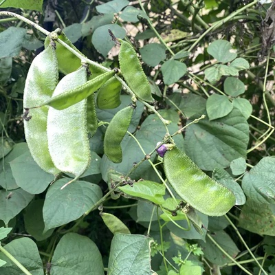 黄河滩边自然生长新鲜蚕豆 白扁豆现采绿眉豆绿扁豆角绿蛾眉豆角
