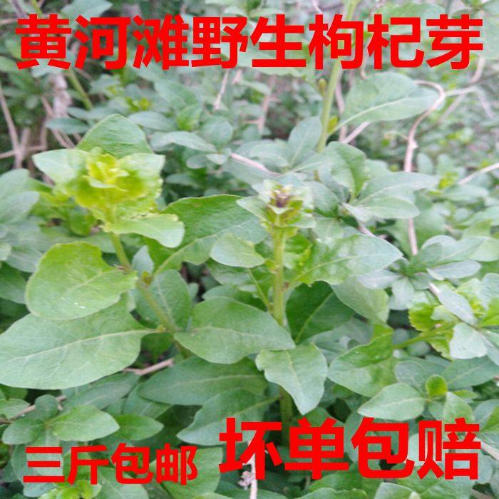 野生新鲜枸杞头 枸杞芽嫩尖枸杞叶枸芽子狗丁枸杞头一份1斤包邮