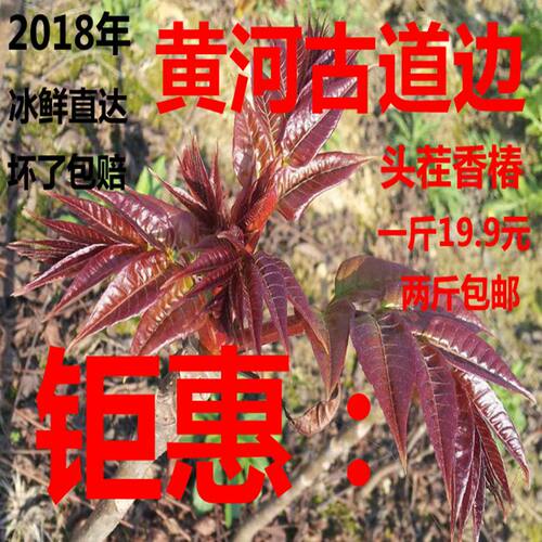 香椿芽新鲜头茬野生露天红香椿芽