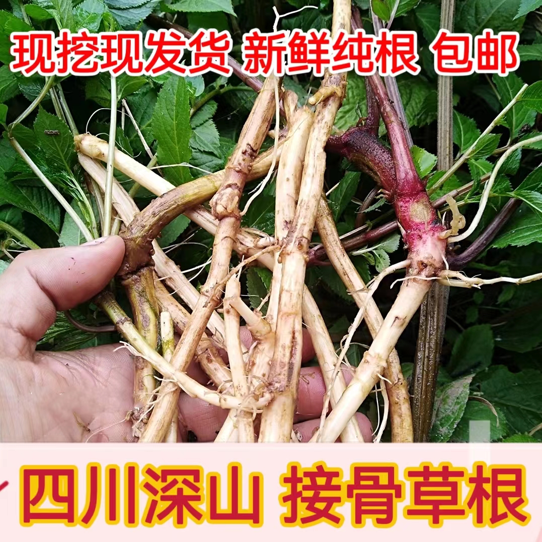 新鲜接骨草陆英走马风蒴藋小接骨丹八棱麻跌打泡酒生25元1斤包邮