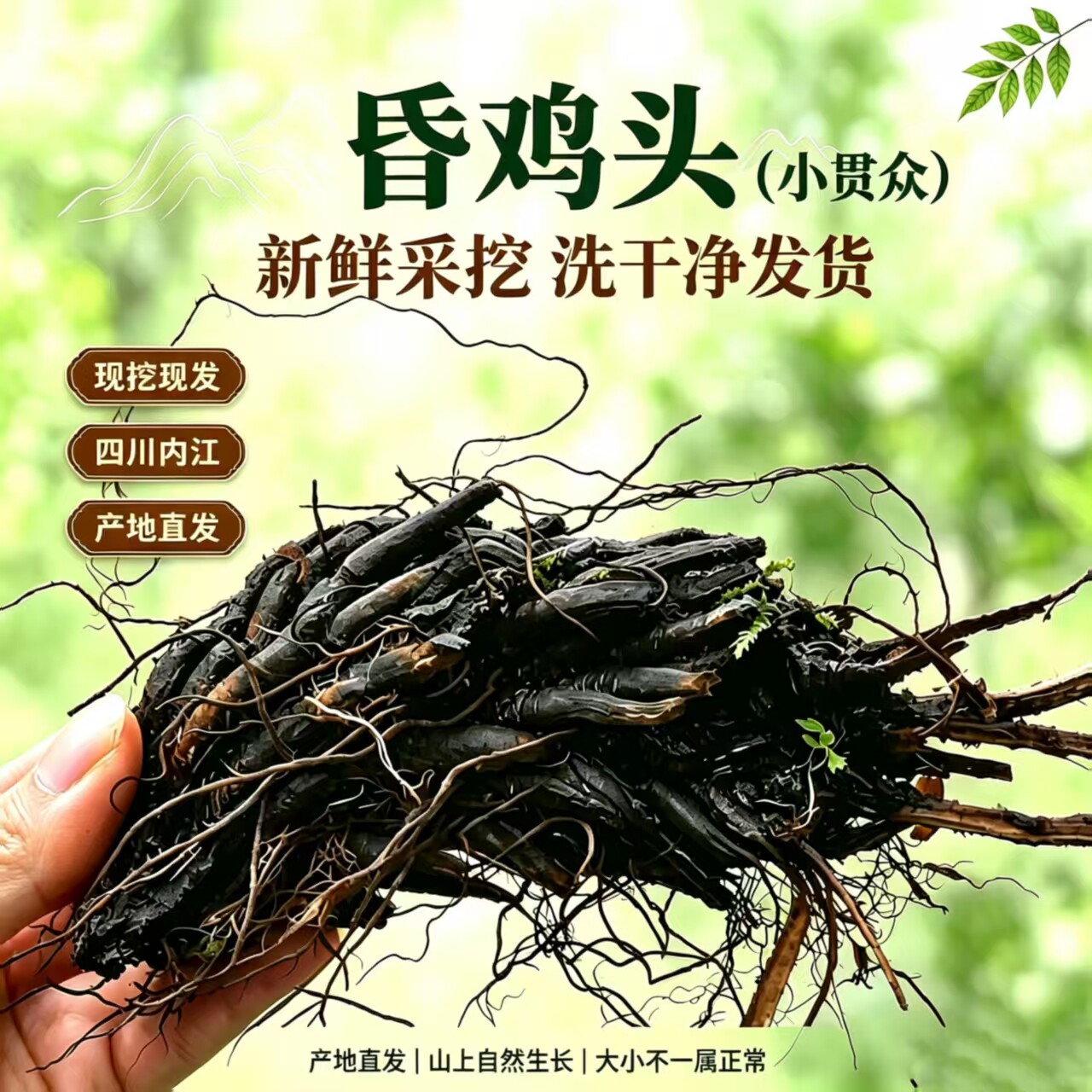 四川新鲜药材 小贯众 乌鸡头 昏鸡头 晕鸡头 药食同源 炖乌骨鸡
