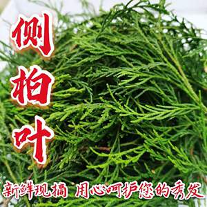 野生新鲜柏树叶侧柏叶