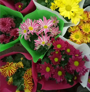 荷兰菊花苗盆栽室内外阳台绿植 带花发货