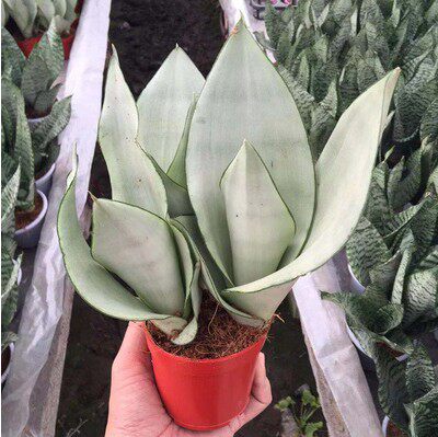 虎皮植物水养金边办公桌