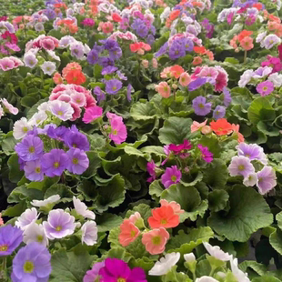 四季樱花盆栽植物喜凉耐寒高杆报春花卉阳台庭院易养花期长