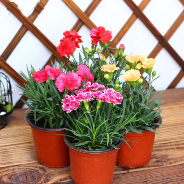 康乃馨盆栽【带花苞发货】植物家居室内 办公桌绿植