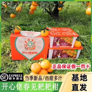 顺丰开心佬爆浆春见耙耙柑礼盒装新鲜应当季水果四川纯甜爆汁柑橘