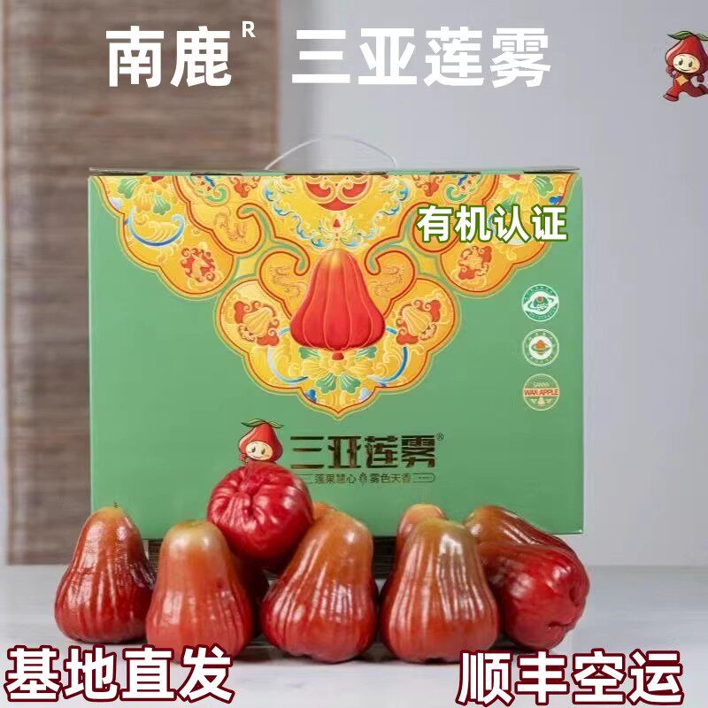 顺丰三亚南鹿一号有机莲雾新鲜水果家庭装原箱礼盒3斤现摘包邮