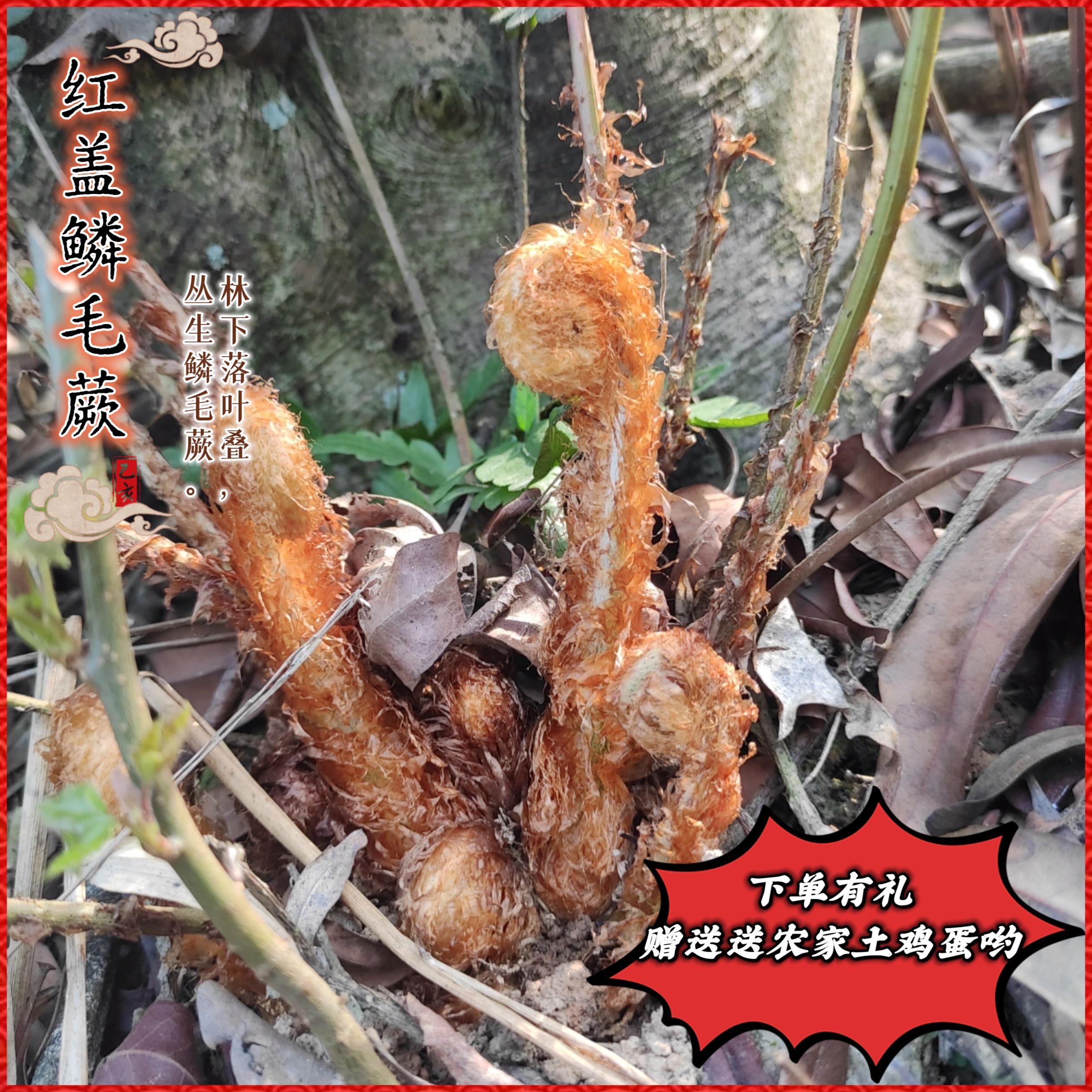 红盖鳞毛蕨盆栽室内蕨类植物四季常绿水培绿植办公室小盆景好养活