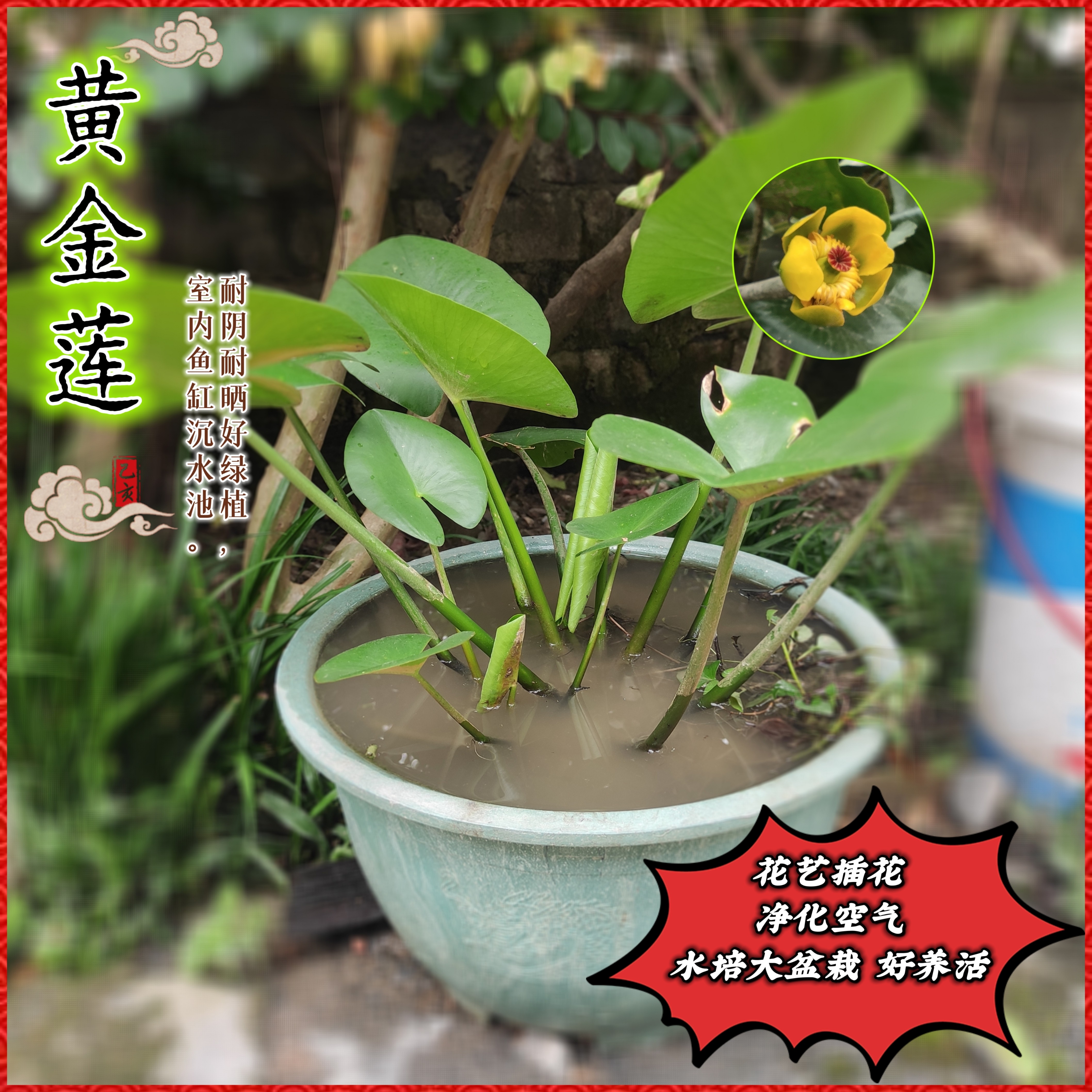 萍蓬草 黄金莲 水培植物室内好养花草 鱼池水生植物盆栽 庭院花贲