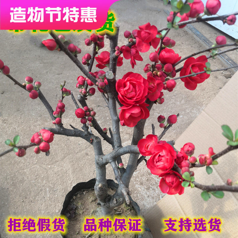 一物一拍带花苞长寿冠盆景老桩四季重瓣盆栽室内耐寒日本海棠包邮