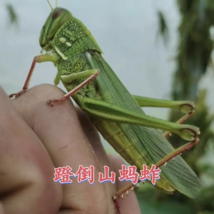 （巨蝗卵）山东本地蹬倒山蚂蚱卵：耐活好养出苗率可达百分之九十