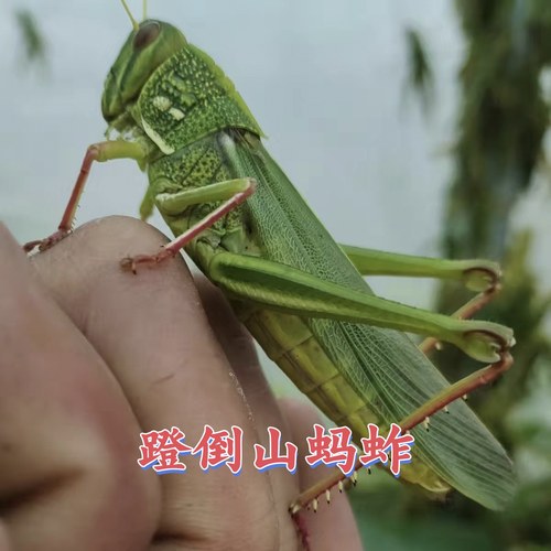 （中华巨蝗）山东本地蹬倒山蚂蚱：儿童宠物耐活好养：钓鱼喂宠物