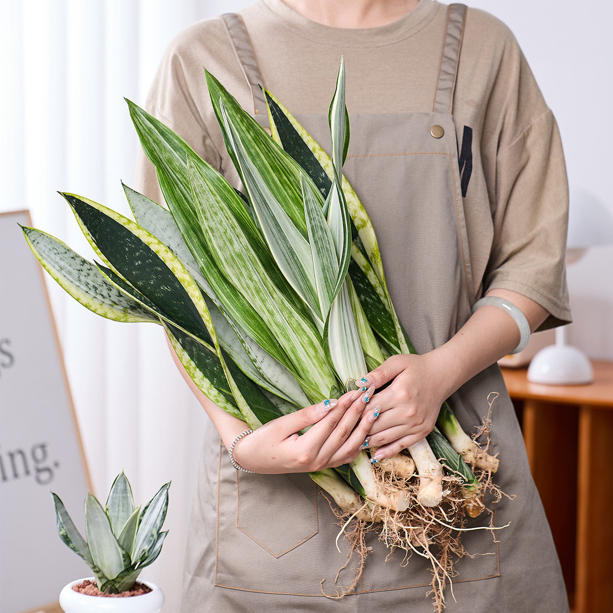 高脚虎皮兰合集大型好养懒人绿植家居装饰植物客厅易成活绿植阳台
