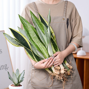 高脚虎皮兰合集大型好养懒人绿植家居装饰植物客厅易成活绿植阳台