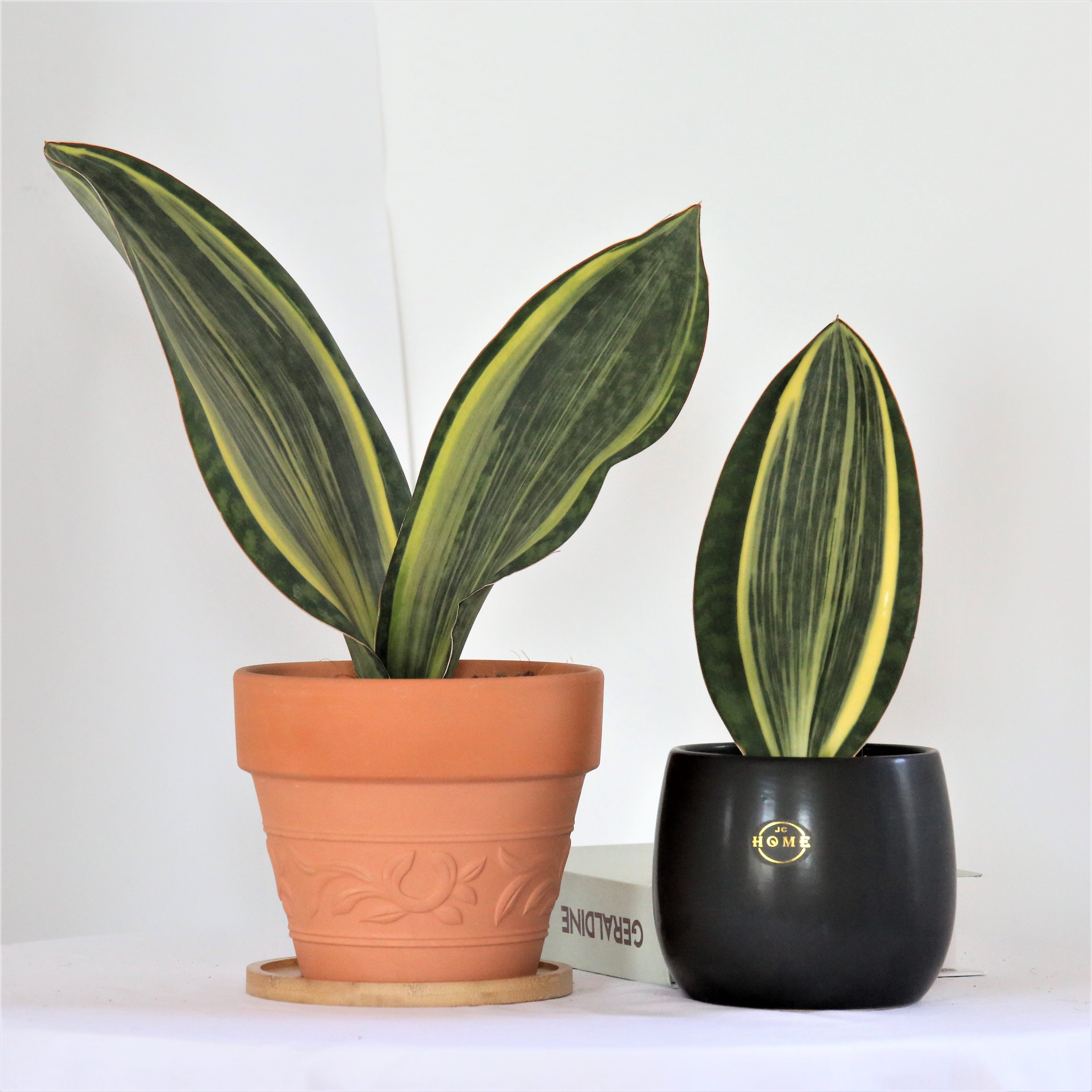 【泰国稀有品种】宝镜k虎皮兰美化环境净化空气抗辐射,一物一拍