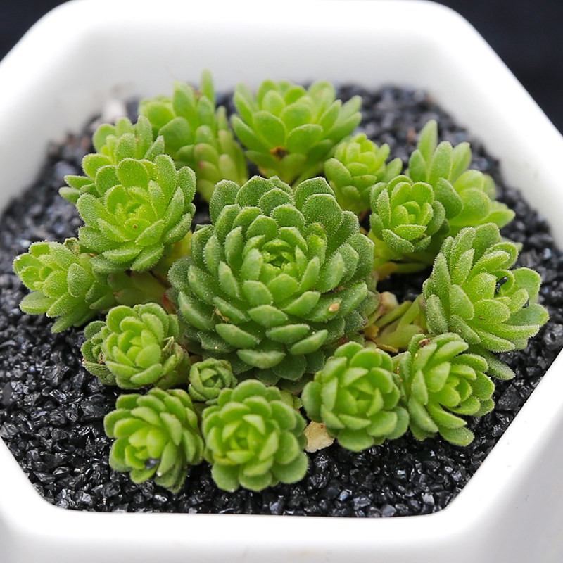 永盛园艺| 基地直销 进口多肉植物  绿植花卉办公室内肉肉 小黑衣